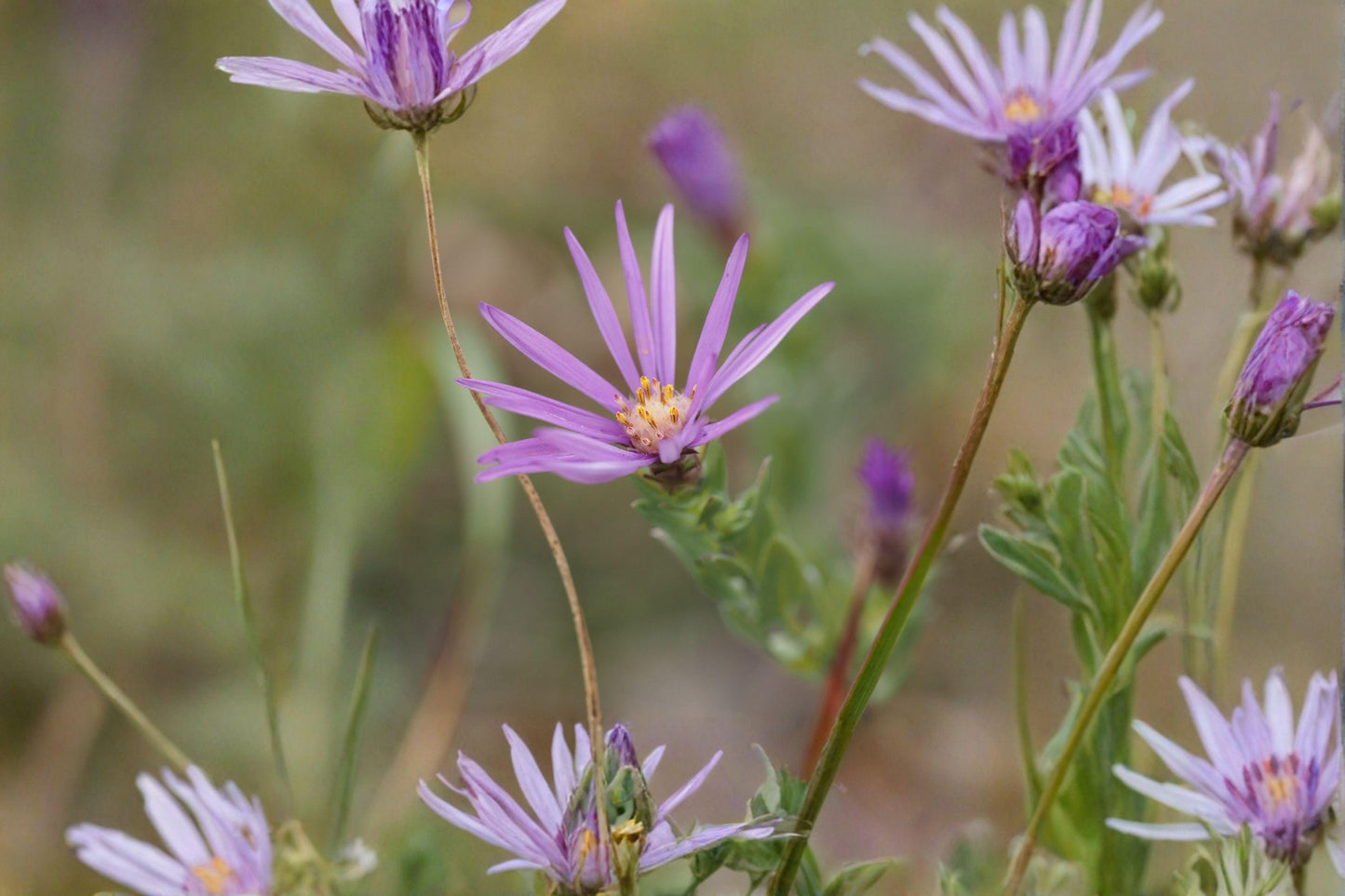 100 Silky Aster Seeds – Symphyotrichum sericeum – Native Prairie Wildflower