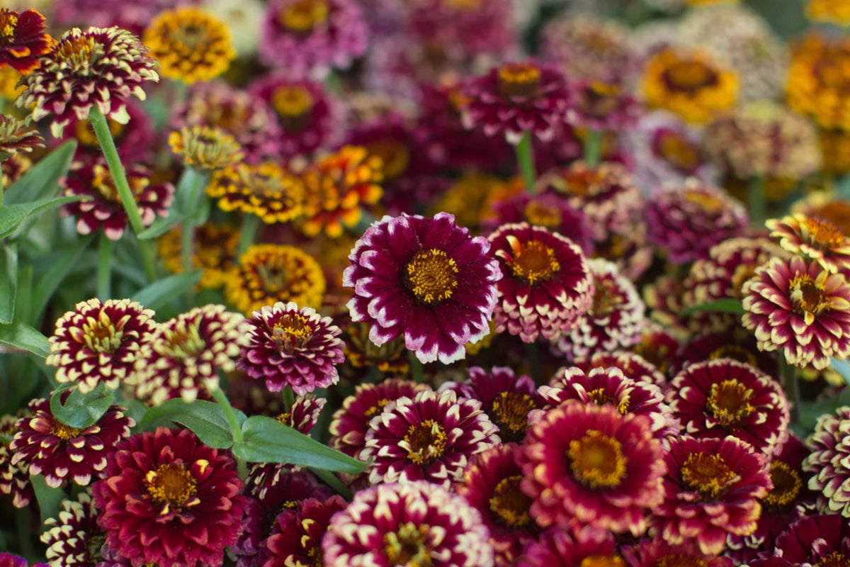 Aztec Sun Set Aztec Sunset Zinnia Seeds - 100+ Heirloom Flower Seeds, USA Grown, , P ...