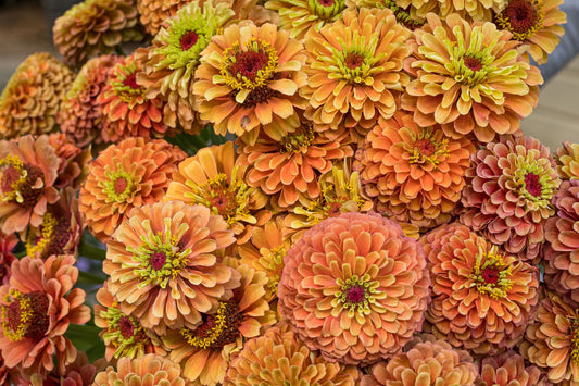 Queen Lime Orange Zinnia Seeds – 100+ Heirloom Flower Seeds, USA Grown, , Pollinator Magnet, Cut Flower Garden