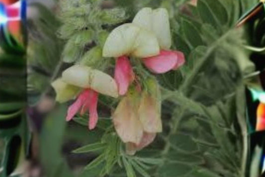 10 Seeds Tephrosia virginiana — Goat’s Rue, Native Perennial Wildflower for Dry Meadows & Prairies
