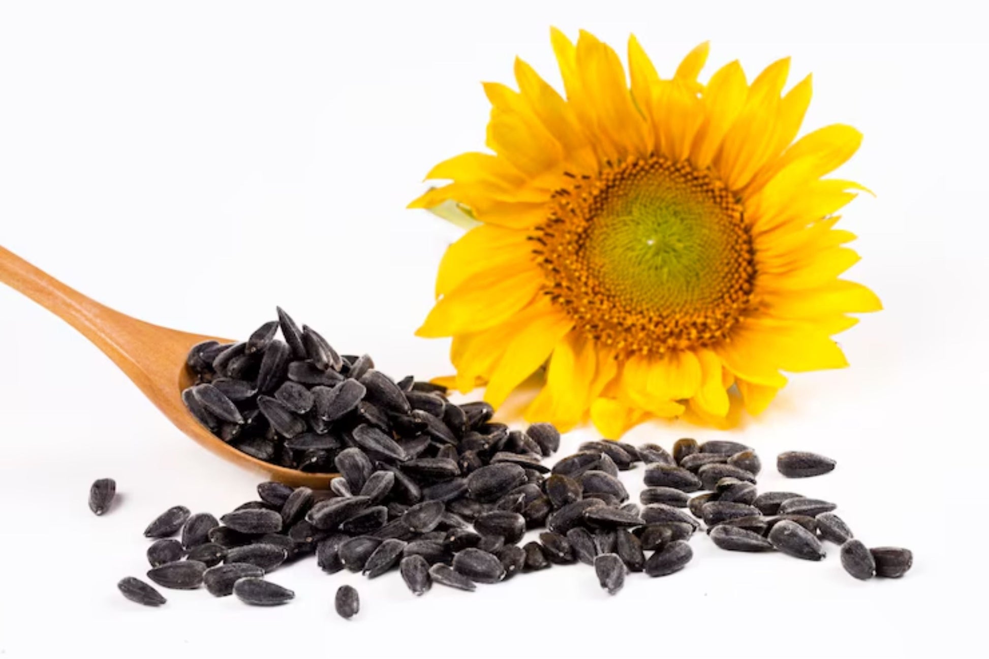 Bulk Black Oil Sunflower Microgreen Seeds | Non-GMO Vegetable Seeds | Helianthus annuus