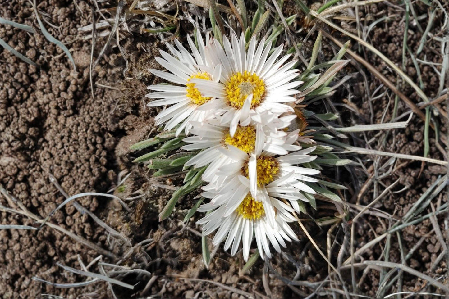 100 Fendler’s Easter Daisy Seeds – Townsendia fendleri – Native Wildflower – Rock Garden Perennial – Rare Daisy