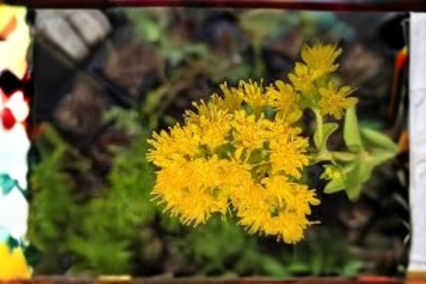 100 Seeds for Planting Oligoneuron rigidum – Stiff Goldenrod, Native Yellow Wildflower