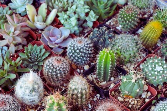 100 PCS Mixed Succulent Seeds for Home Garden - Cactus Varieties - Perennial Aizoaceae - Air-Purifying Plants