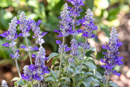 Clary Seeds, 80 PCS, Pink Sunday Flower Seeds, Salvia, Drought Tolerant Perennial, Ideal for Borders and Pots