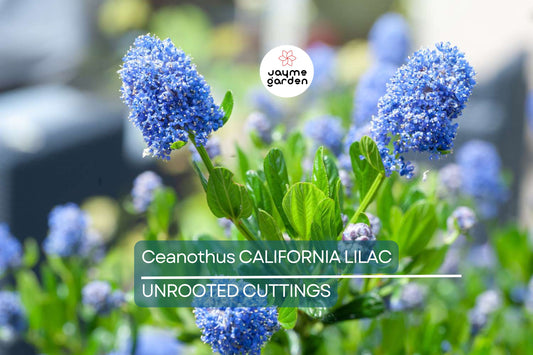Ceanothus California Lilac Cuttings - 3 Unrooted 6" Stems, Fragrant Blue Blooms, Drought-Tolerant, Nitrogen-Fixing, Zones 8-10, Deer-Resistant