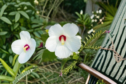 Dwarf White Rose Mallow Seeds: Compact Hardy Hibiscus