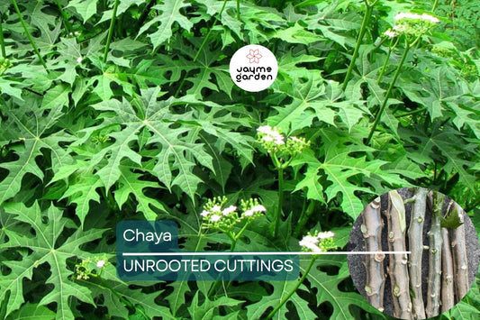 Chaya Cuttings, 3 Live Stems, 6-8", Cnidoscolus aconitifolius, Tropical Spinach Tree, USDA Zones 10-12