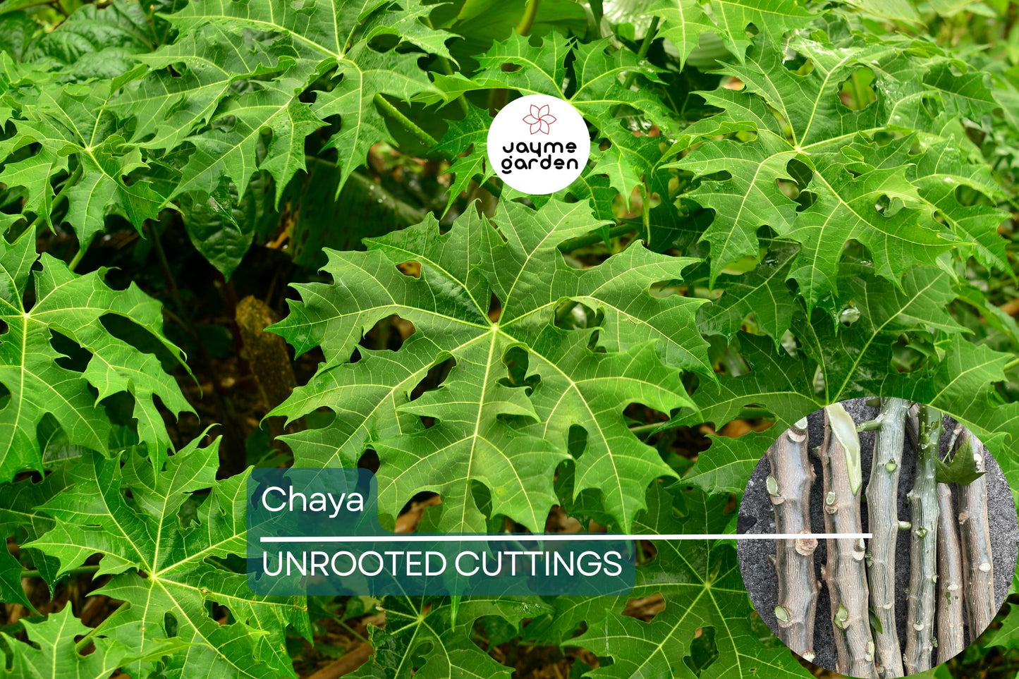 Chaya Cuttings, 3 Live Stems, 6-8", Cnidoscolus aconitifolius, Tropical Spinach Tree, USDA Zones 10-12