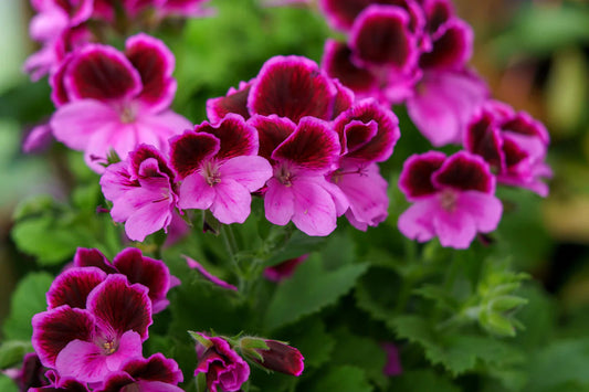 Martha Washington Geranium Seeds – 25+ Pelargonium Seeds, USA Grown, , Vibrant Blooms, Container & Garden Flowers