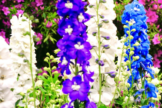 80 PCS Dwarf Hyacinth Ajacis Larkspur Seeds, Mixed Colors, Early Blooming Annual Flower, Ajacis Hyacinthus