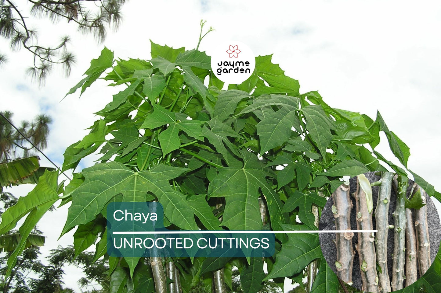 Chaya Cuttings, 3 Live Stems, 6-8", Cnidoscolus aconitifolius, Tropical Spinach Tree, USDA Zones 10-12