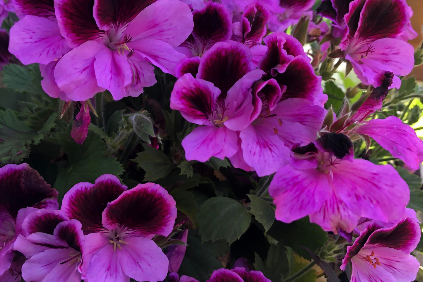 Martha Washington Geranium Seeds – 25+ Pelargonium Seeds, USA Grown, , Vibrant Blooms, Container & Garden Flowers