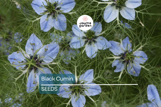 Black Cumin Seeds, Nigella sativa, Heirloom, Culinary Herb, 8-12 Inches Tall, USDA Zones 3-9, Non-GMO