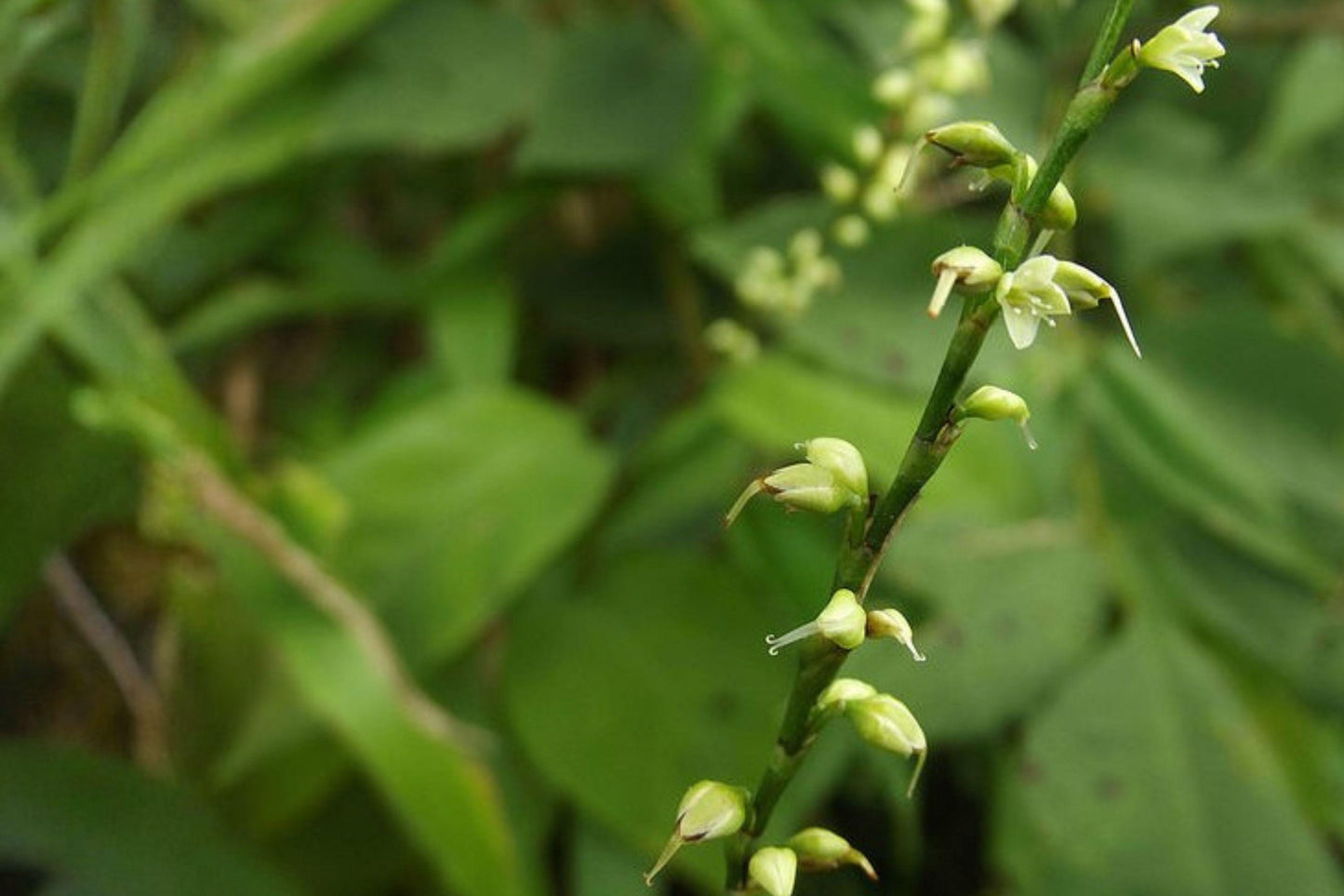 15 Woodland Knotweed Seeds – Persicaria virginiana – Native Shade Wildflower – Pollinator Plant