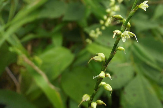 15 Woodland Knotweed Seeds – Persicaria virginiana – Native Shade Wildflower – Pollinator Plant
