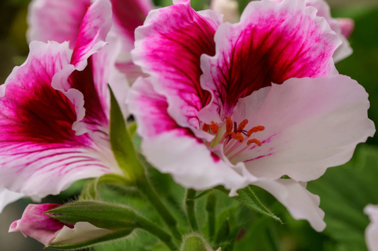 Martha Washington Geranium Seeds – 25+ Pelargonium Seeds, USA Grown, , Vibrant Blooms, Container & Garden Flowers