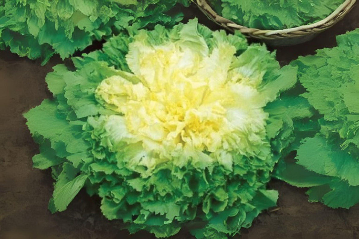 850 Broadleaf Batavian Endive Seeds: Heirloom Greens for Salads & Soups