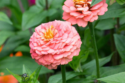 Oklahoma Salmon Zinnia Seeds – 100+ Heirloom Flower Seeds, USA Grown, , Pollinator-Friendly, Cut Flowers