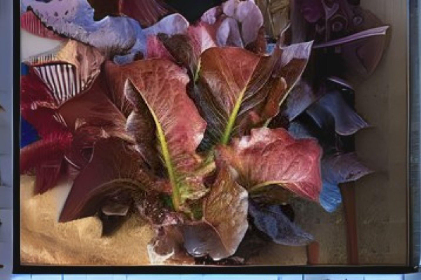 700 Red Romaine Lettuce Seeds: Heirloom Variety for Fresh Salads