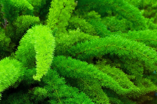Asparagus Fern Seeds, 6 PCS, Sprengeri, Asparagus Densiflorus, Indoor/Outdoor Plant, Drought-Tolerant, Trailing Foliage