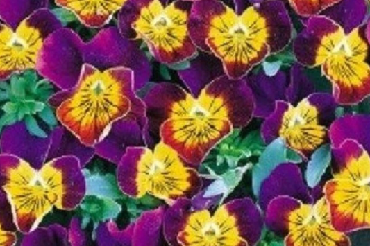 Miniola Purple Heart Viola Seeds - 50 PCS Bi-Color Perennial Flower Seeds (Viola) - Fragrant, Easy to Grow, Summer Blooms