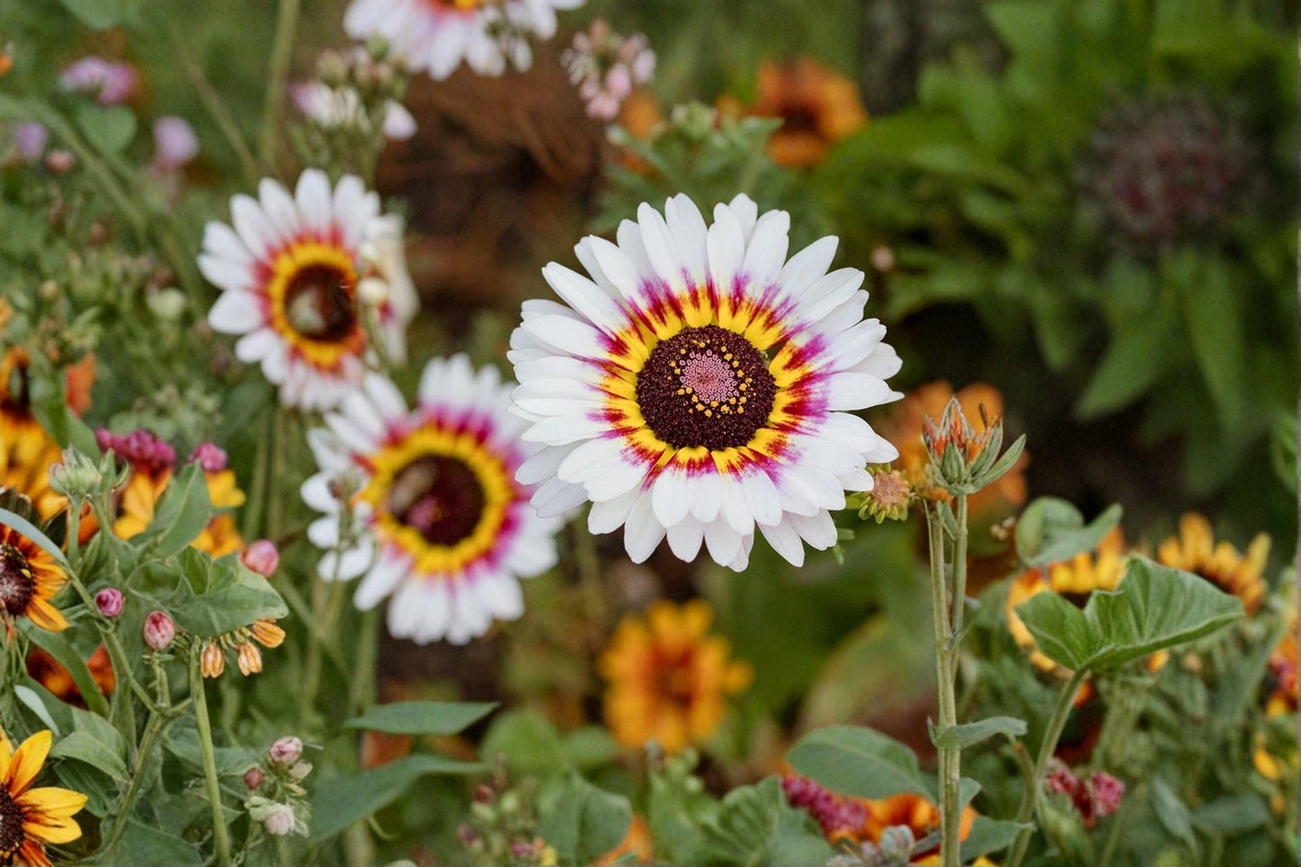 100 Painted Daisy Seeds – Glebionis carinata – Tricolor Daisy – Annual Flower – Cut Garden