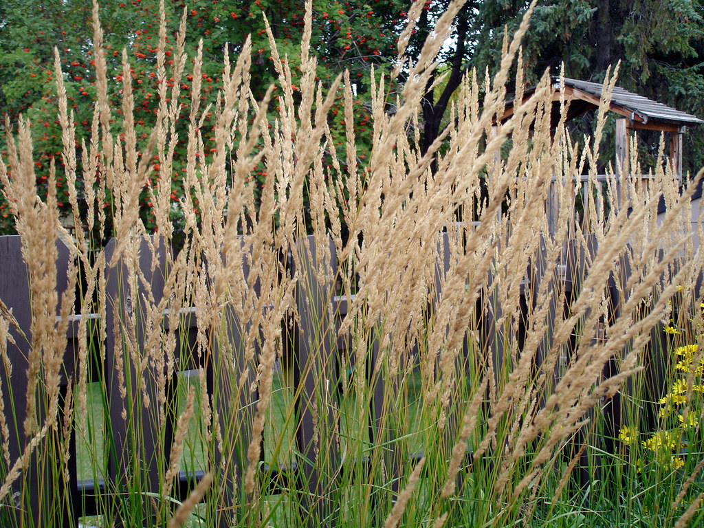 Karl Foerster Feather Reed Grass 1 Live Plant – Calamagrostis × acutiflora ‘Karl Foerster’ – 3 Gallon Pot