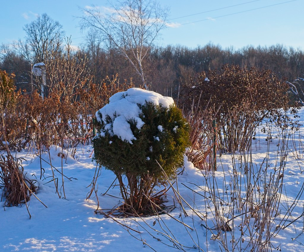 Hetz Midget Globe Arborvitae 1 Live Plant, 3 Gallon – Thuja occidentalis ‘Hetz Midget’
