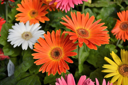 JamesonII Mix Gerbera Daisy Seeds - 200+ Colorful Bloom Seeds - USA Grown -  - Cut Flowers - Butterfly Garden - Easy Grow