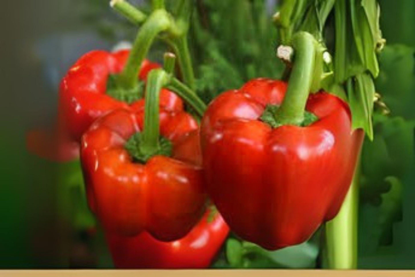 Yolo Wonder Bell Pepper Seeds: Heirloom Sweet Peppers, Garden Variety (30 Seeds)