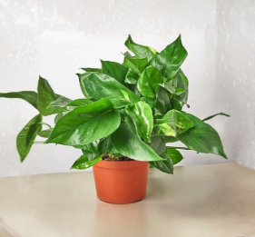Golden Pothos Cuttings with Nodes Epipremnum aureum Live Houseplant Set of 5