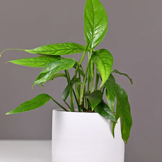 1 Pothos ‘Baltic Blue’ – Rooted Starter Plant, Live Houseplant, Epipremnum pinnatum, Easy Care Indoor Vine with Blue-Green Leaves