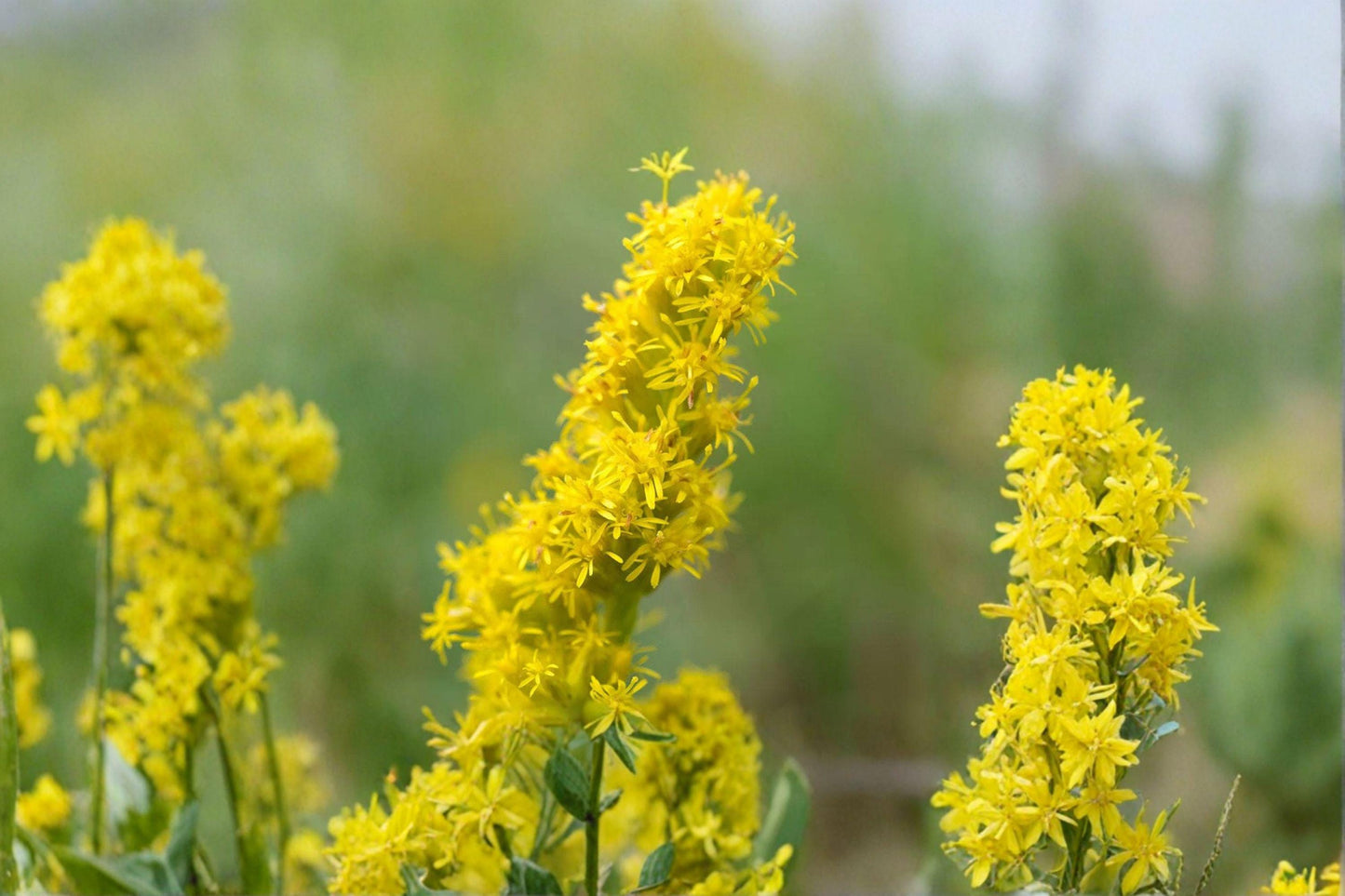 100 Showy Goldenrod Seeds – Solidago speciosa – Native Wildflower – Pollinator Plant – Fall Blooms