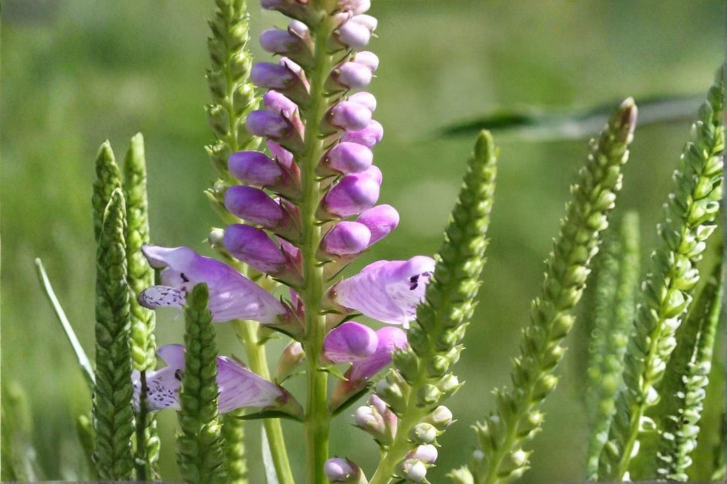 50 Obedient Plant Seeds – Physostegia virginiana – Native Perennial – Pollinator Friendly – Pink Flower Seeds