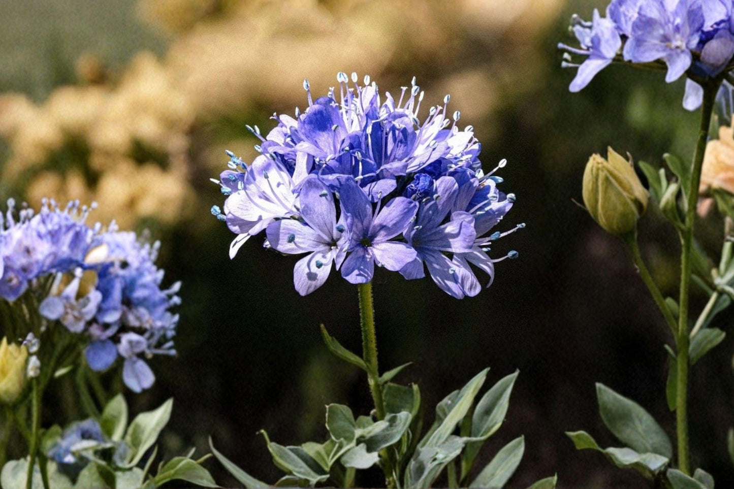 100 Globe Gilia Seeds – Blue Wildflower, Pollinator Plant
