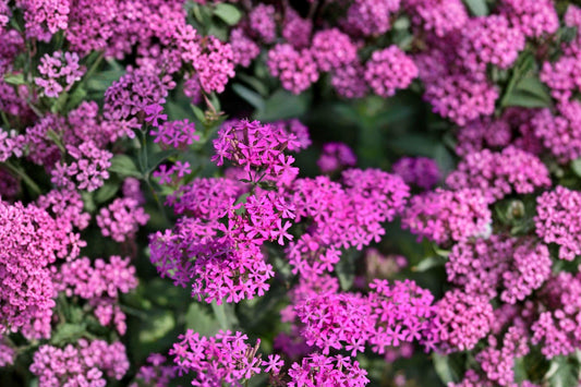 100 Catchfly Seeds – Silene armeria – Sweet William Catchfly – Annual Pink Wildflower