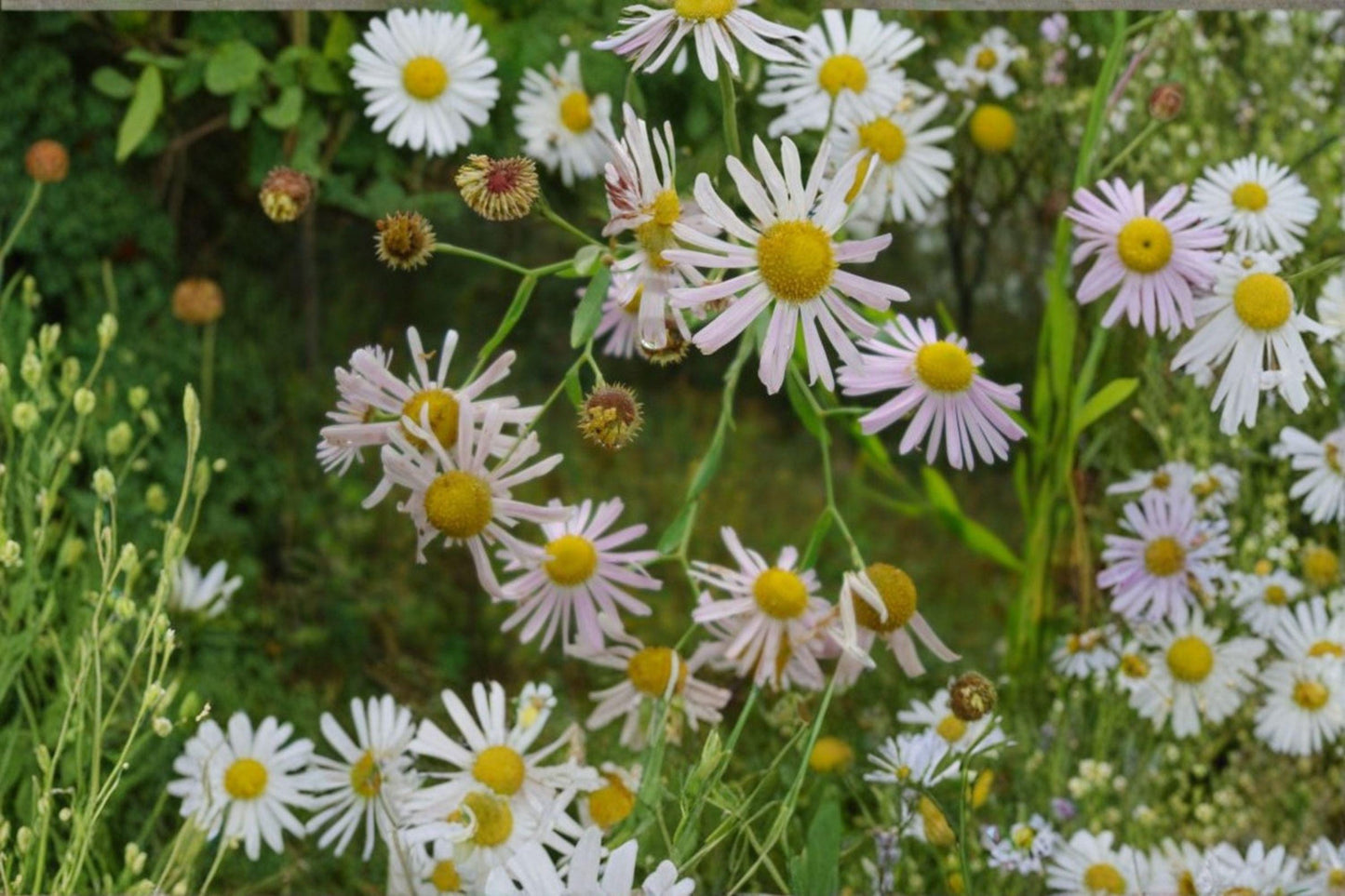 500 Boltonia Decurrens Seeds – Native White Wildflower for Pollinators