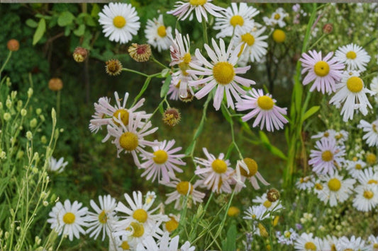 500 Boltonia Decurrens Seeds – Native White Wildflower for Pollinators