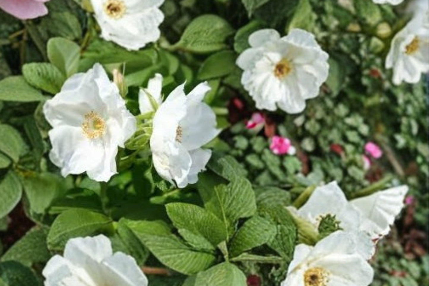 25 Rosa rugosa alba Seeds – White Beach Rose – Hardy Fragrant Shrub