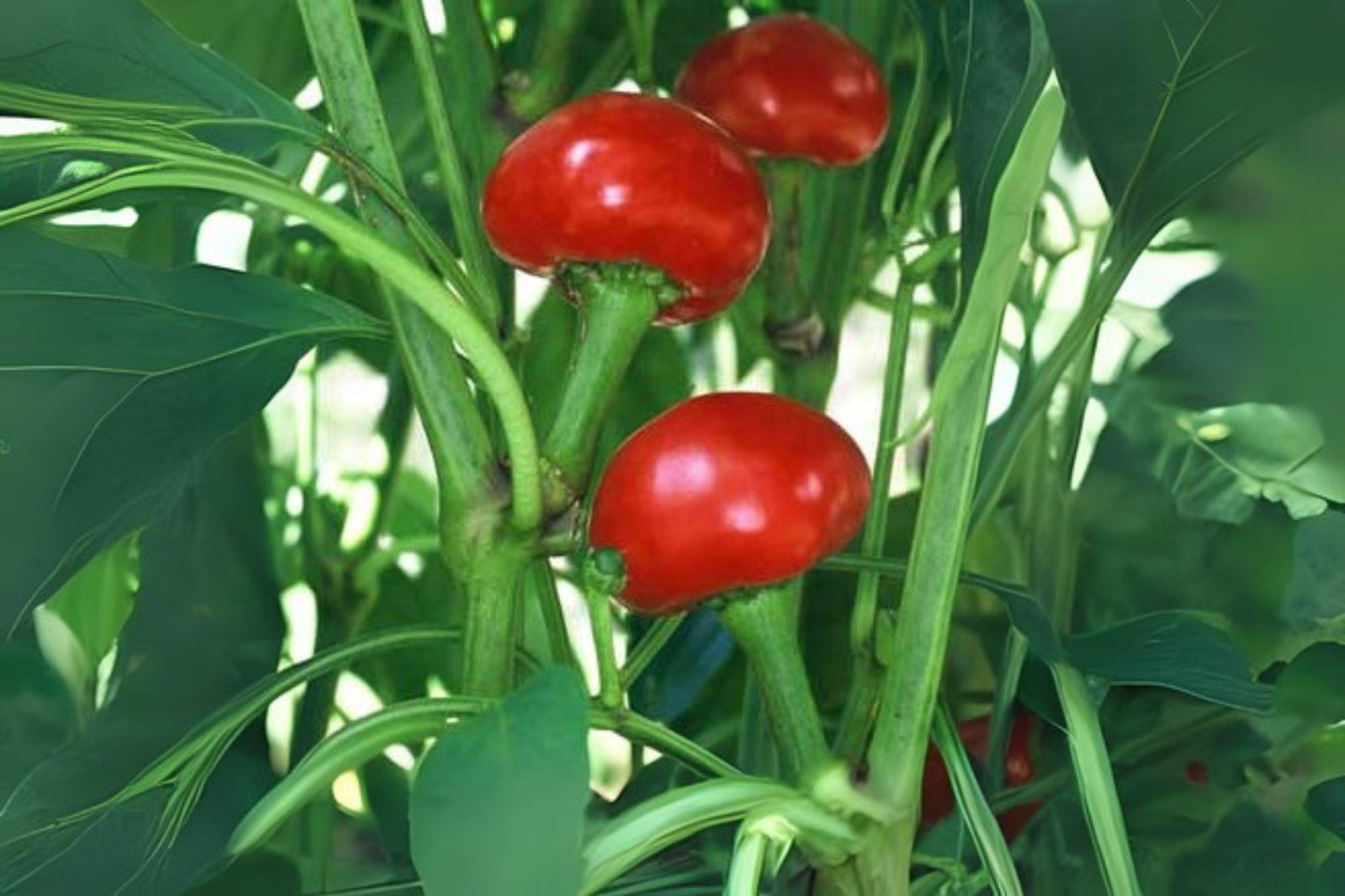 30 Seeds Large Cherry Hot Pepper – Round Heirloom Chili for Pickling, Stuffing & Spicy Cooking