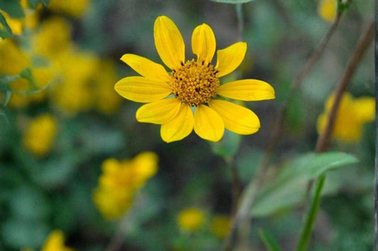 100 Showy Goldeneye Seeds – Heliomeris multiflora – Native Wildflower – Drought Tolerant – Yellow Blooms