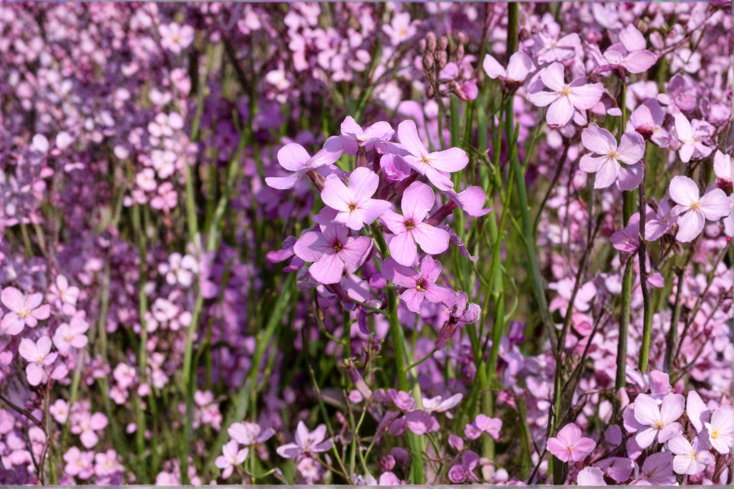 100 Dames Rocket Seeds – Hesperis matronalis – Fragrant Spring Flower – Cottage Garden Plant