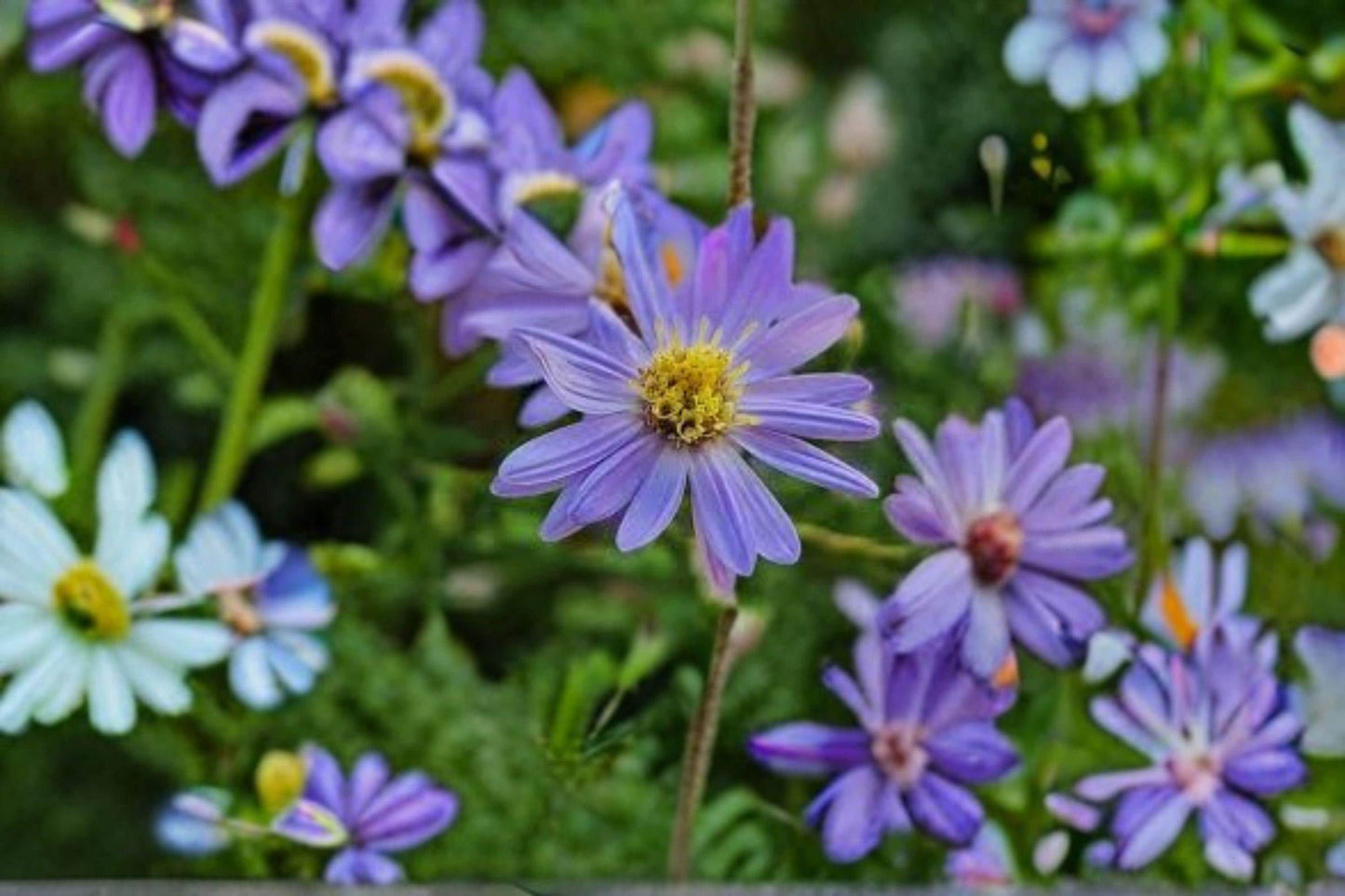 100 Shorts Aster Seeds – Symphyotrichum shortii – Native Pollinator Flower