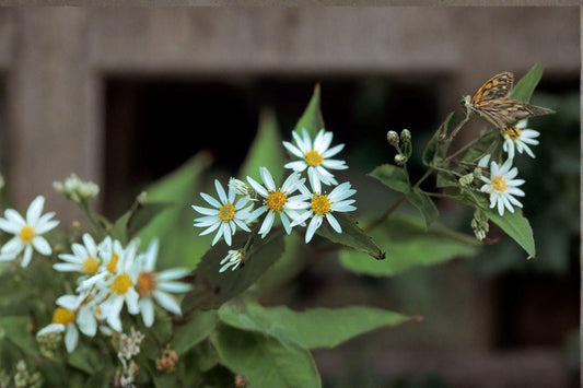 100 Schrebers Wood Aster Seeds – Eurybia schreberi – Native Shade Wildflower