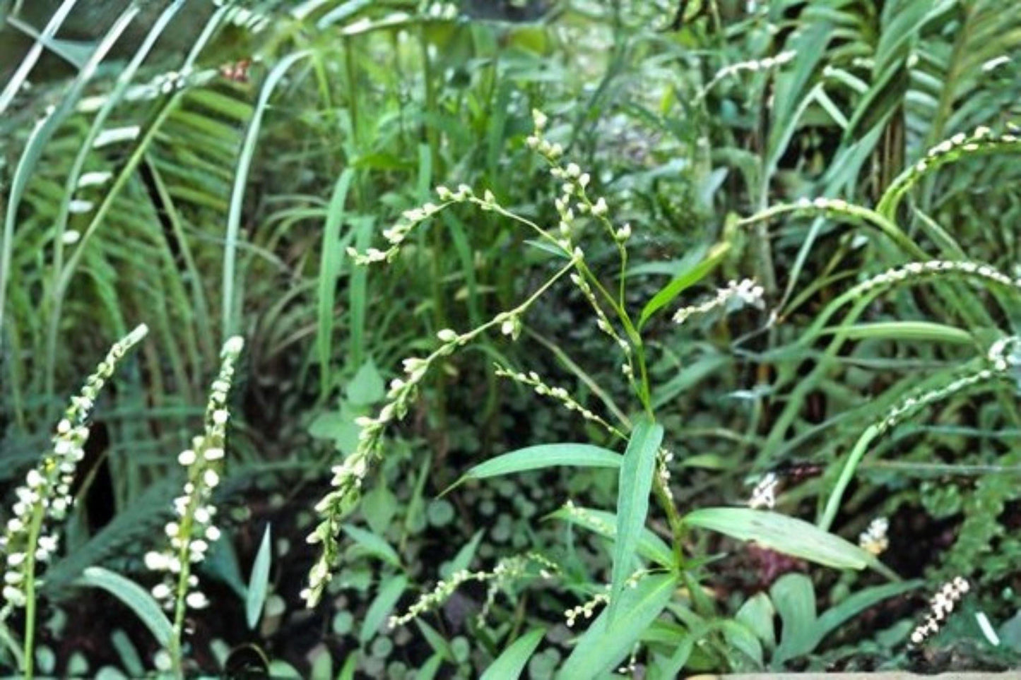 30 Smartweed Seeds – Persicaria punctata – Native Annual – Wetland Wildflower – Pollinator Plant