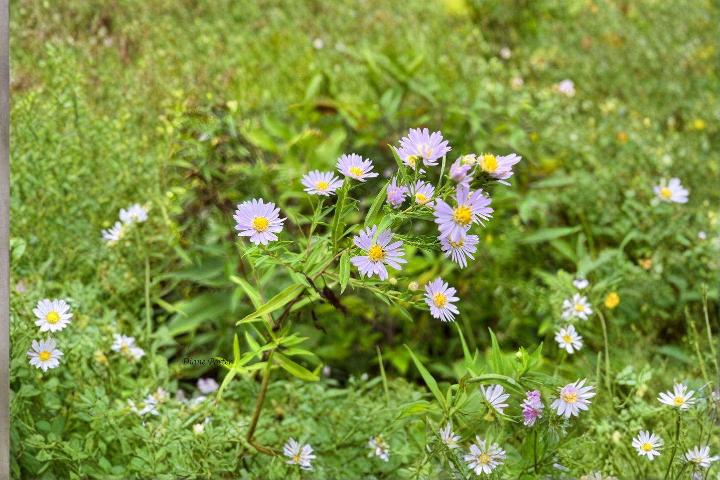 100 Willow Aster Seeds – Symphyotrichum praealtum – Native Pollinator Flower