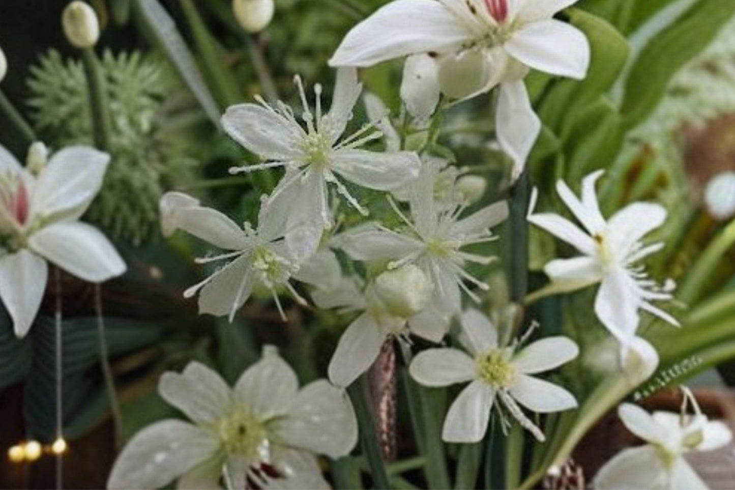 50 Virgins Bower Seeds – Clematis virginiana – Native Flowering Vine – Pollinator Plant