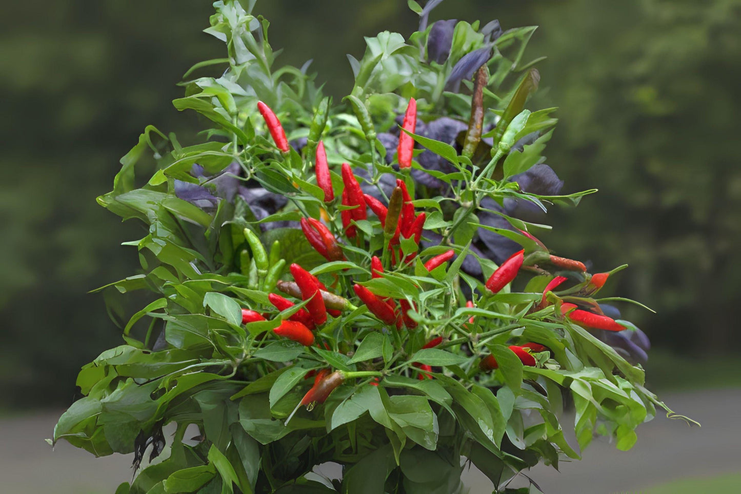 30 Seeds Thai Garden Bird Hot Pepper – Heirloom Chili for Container, Garden & Culinary Use