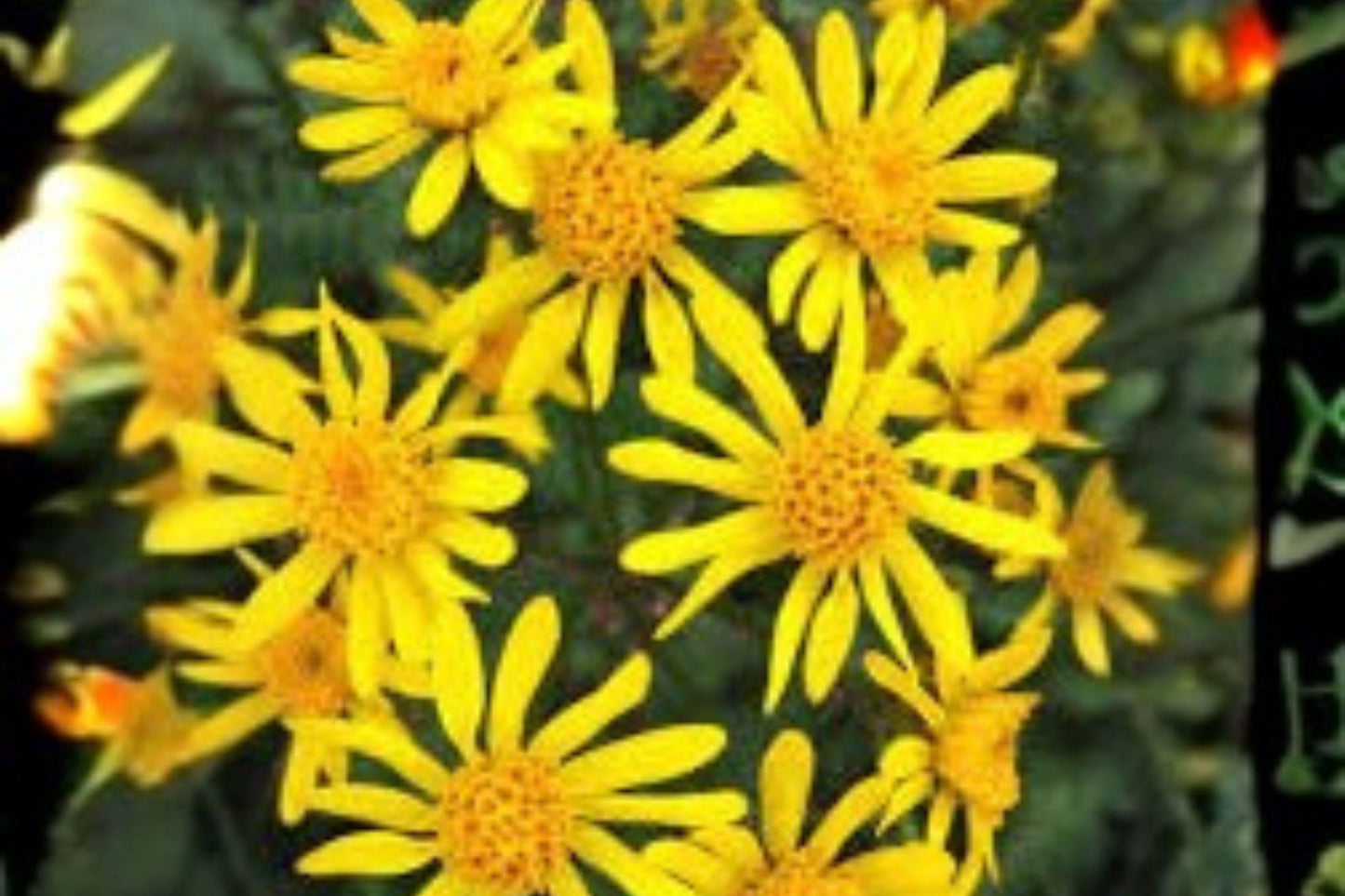 75 Golden Ragwort Seeds – Packera aurea, Native Pollinator Wildflower